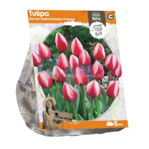 Baltus Tulipa Darwin Hybrid Russian Princess tulpen bloembollen per 5 stuks